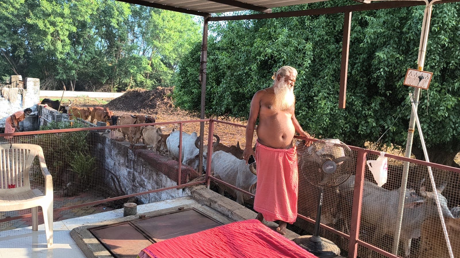 Volunteers caring for cows