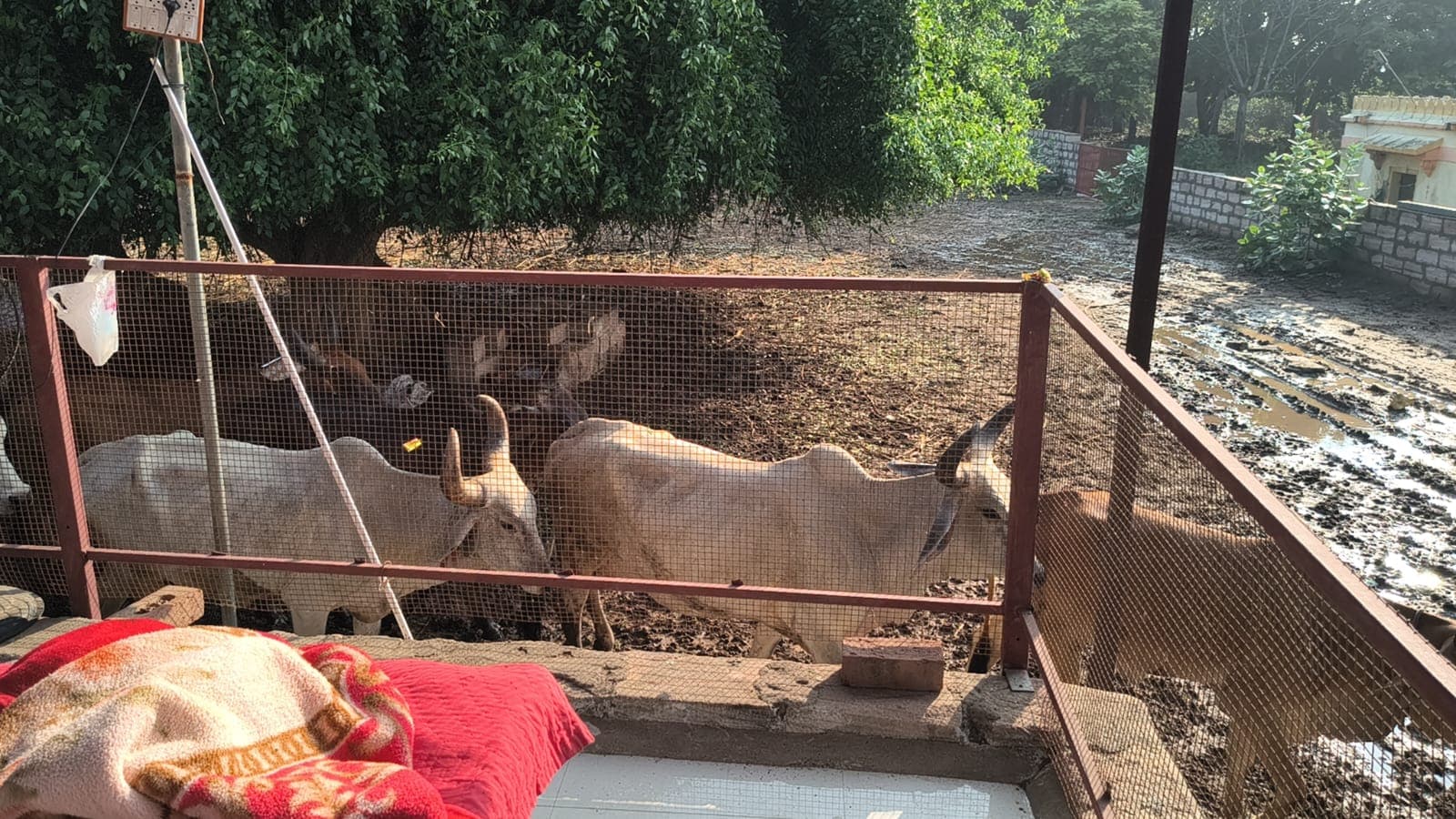 Happy cows in pasture
